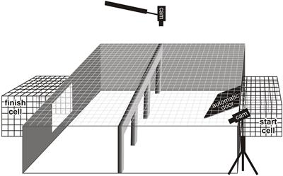 Hooded Crows (Corvus cornix) May Be Aware of Their Own Body Size